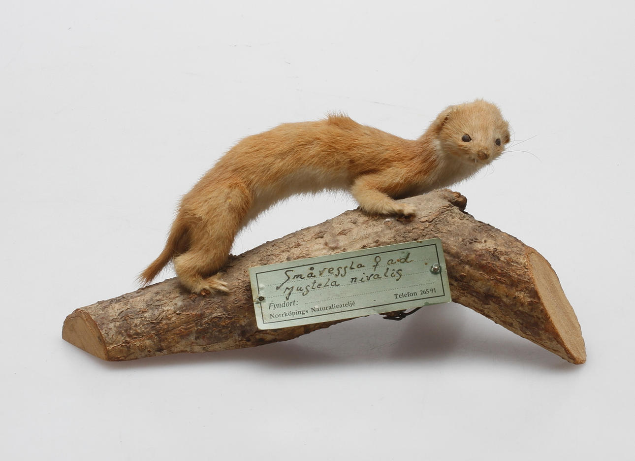 SMÅVESSLA, Mustela Nivalis, uppstoppad.