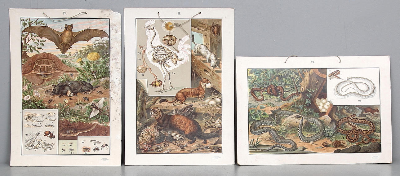 SKOLPLANSCHER, 3 st. Anatomi med bland annat Ormar. Gleerupska Univ.-Bokhandeln, Lund.