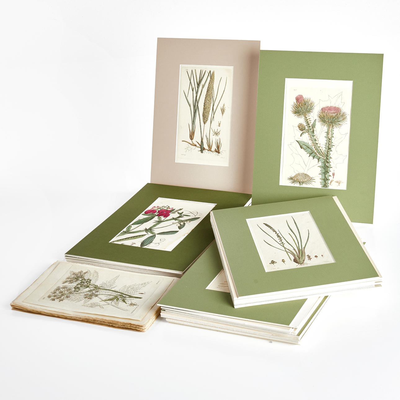 JOHAN WILHELM PALMSTRUCH. HAND COLORED COPPER STICKS (61).