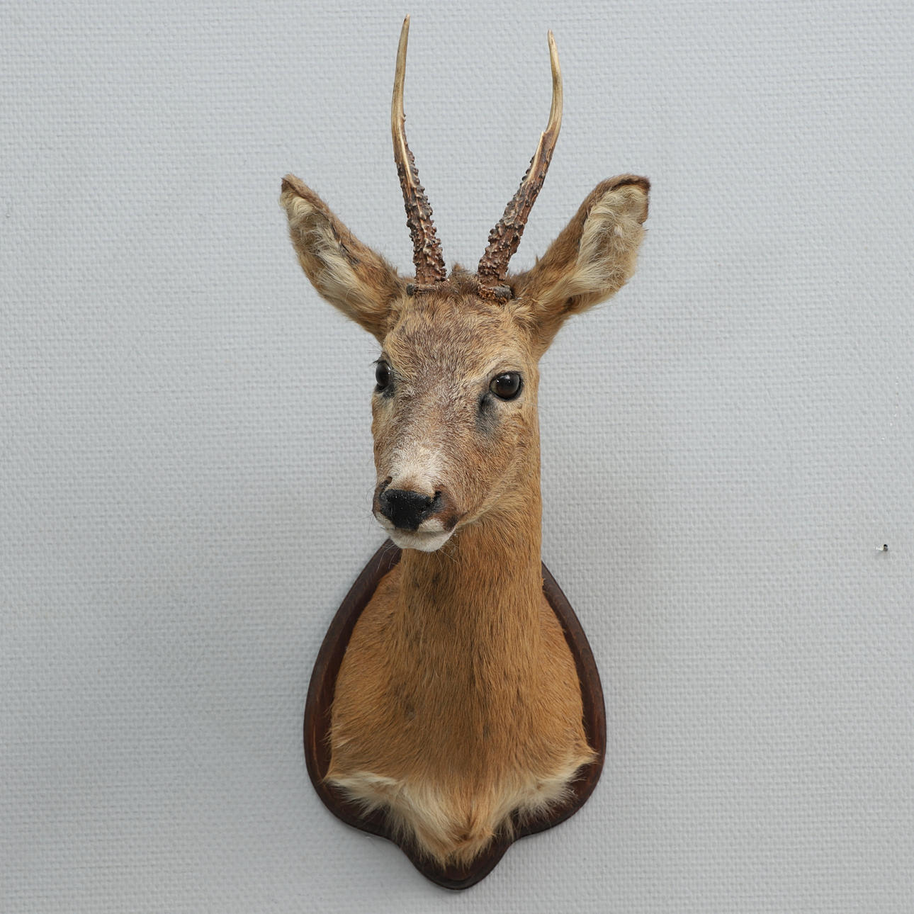 TROFÉ, rådjur, taxidermi.