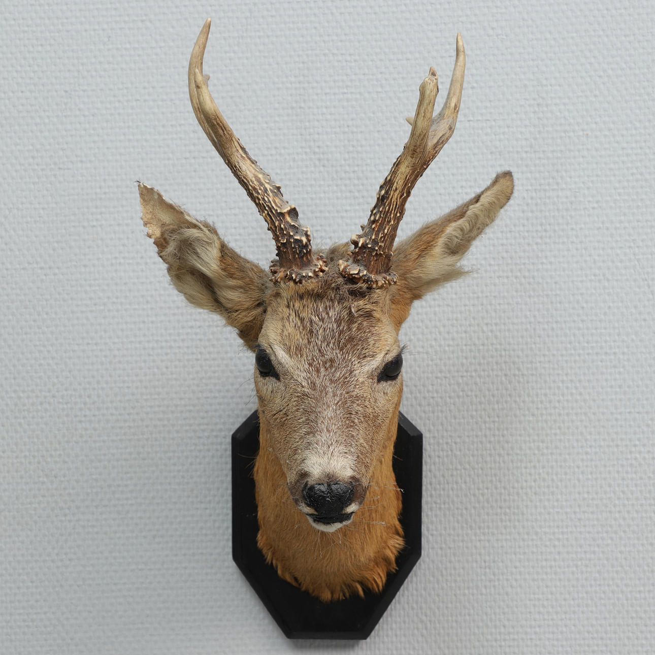 TROFEO, ciervo, taxidermia.