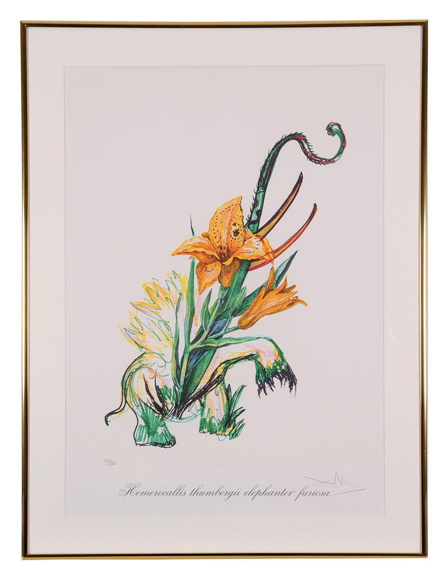 SALVADOR DALI, SURREALISTIC FLOWERS. ”Elefant näckros, Hemerocallis thumbergii elefanter furiosa”.