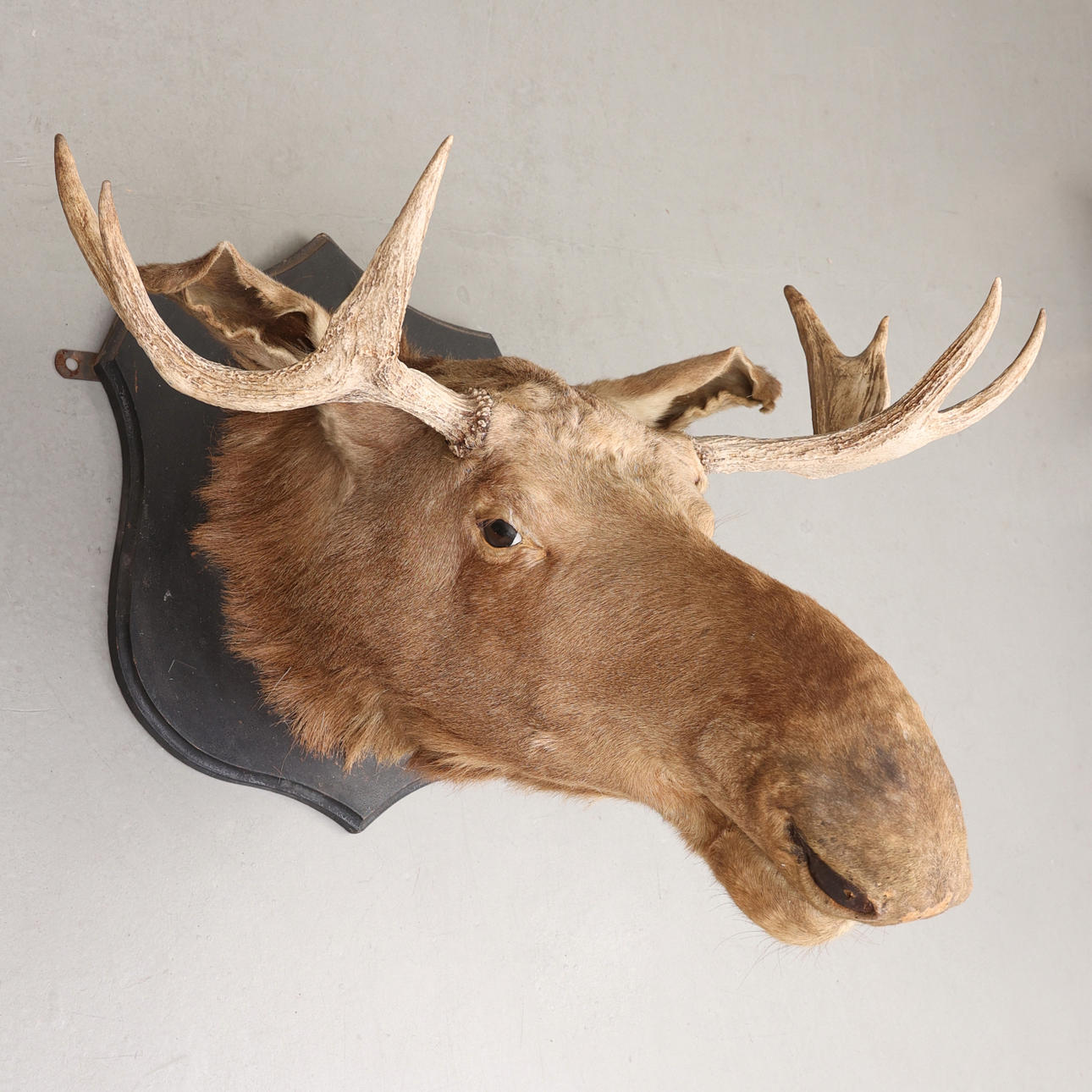 HUNTING TROPHY, moose head, Sweden.
