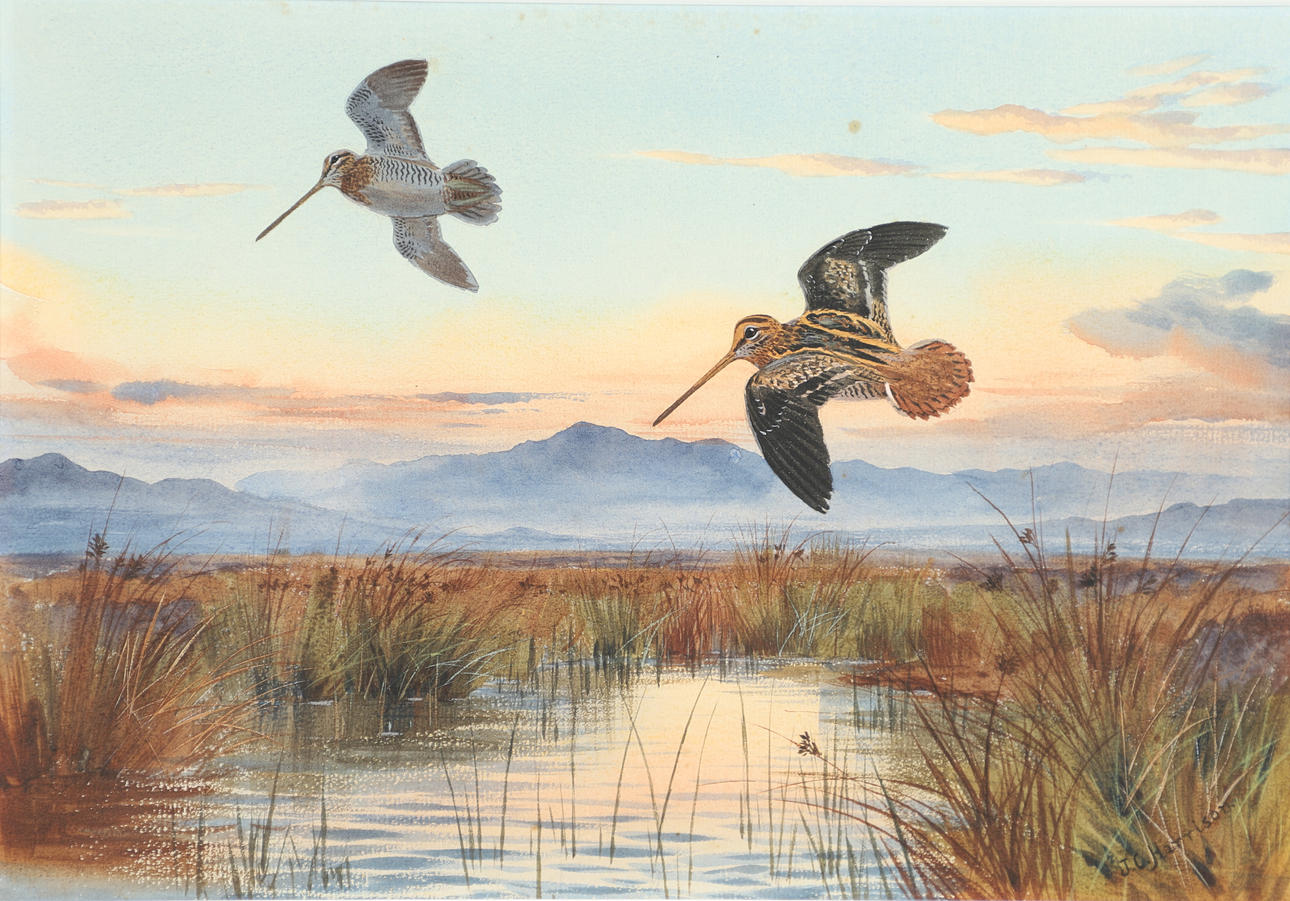JOHN CYRIL HARRISON (1898-1985). AGAINST THE SUNSET (SNIPE).