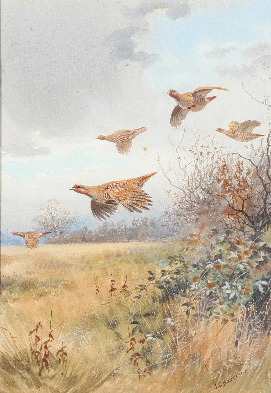 JOHN CYRIL HARRISON (1898-1985). LOW OVER THE HEDGE (PARTRIDGES).
