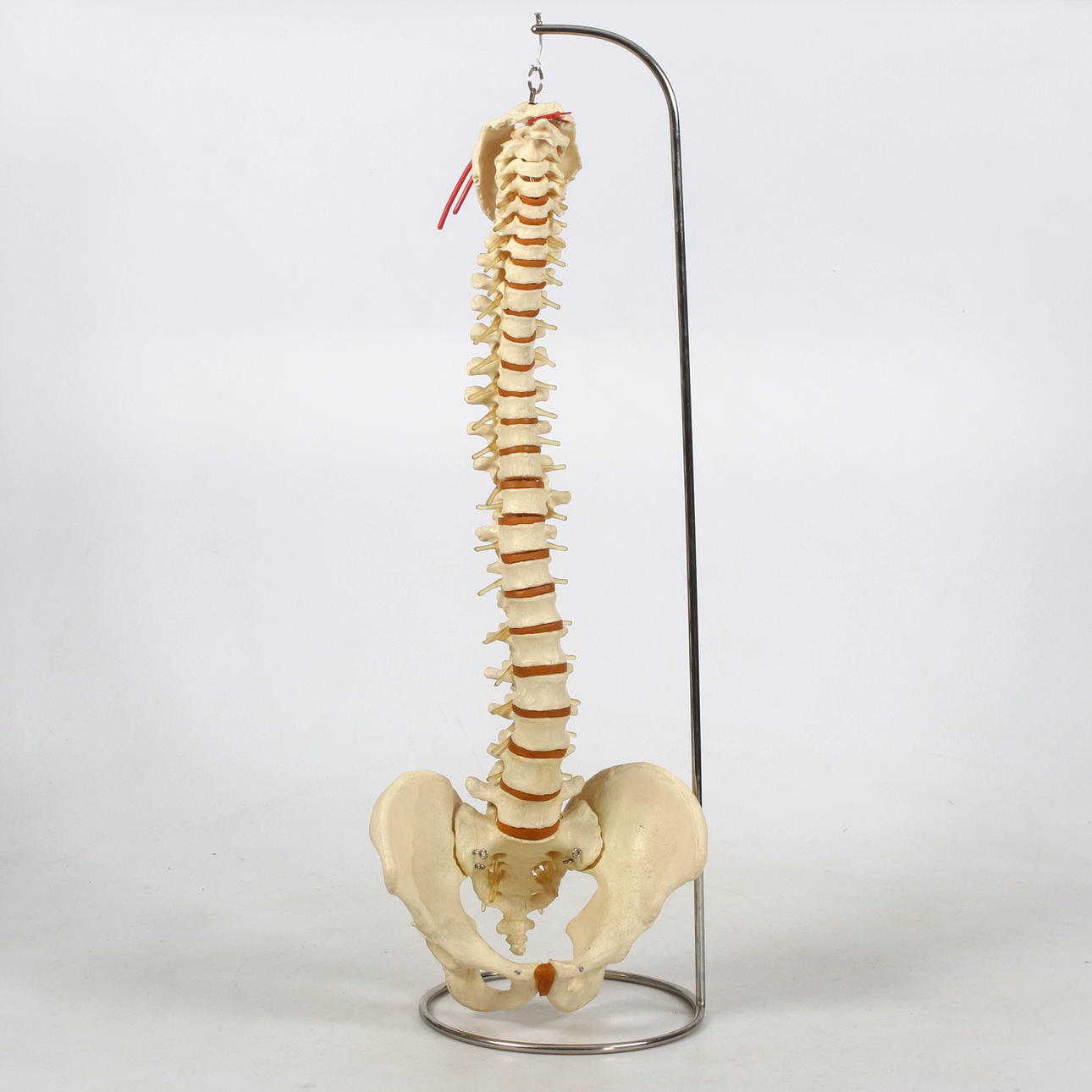 ANATOMISK MODELL, ryggrad. 1900-talets andra hälft.