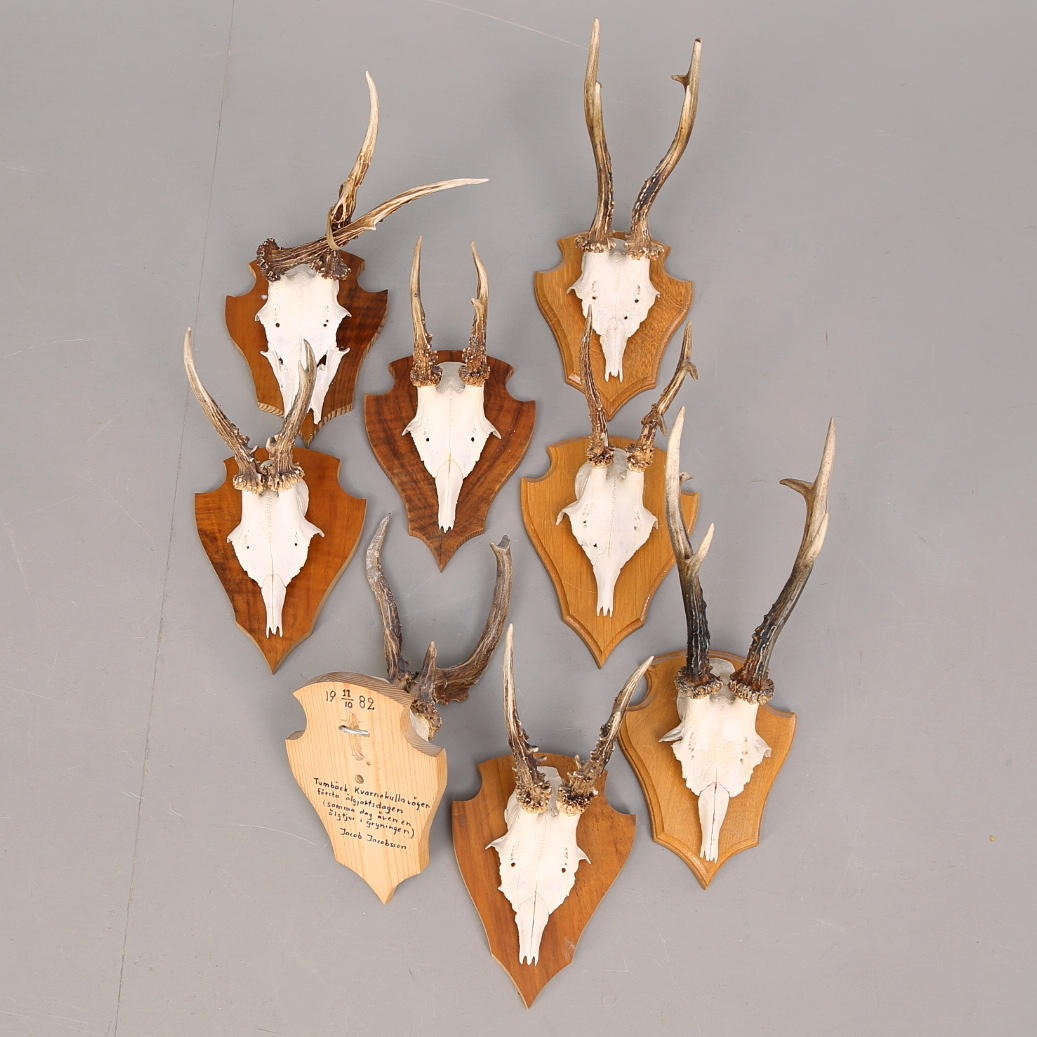 JAKTTROFÉER, 8 st, rådjurshorn, monterade på sträsköldar.