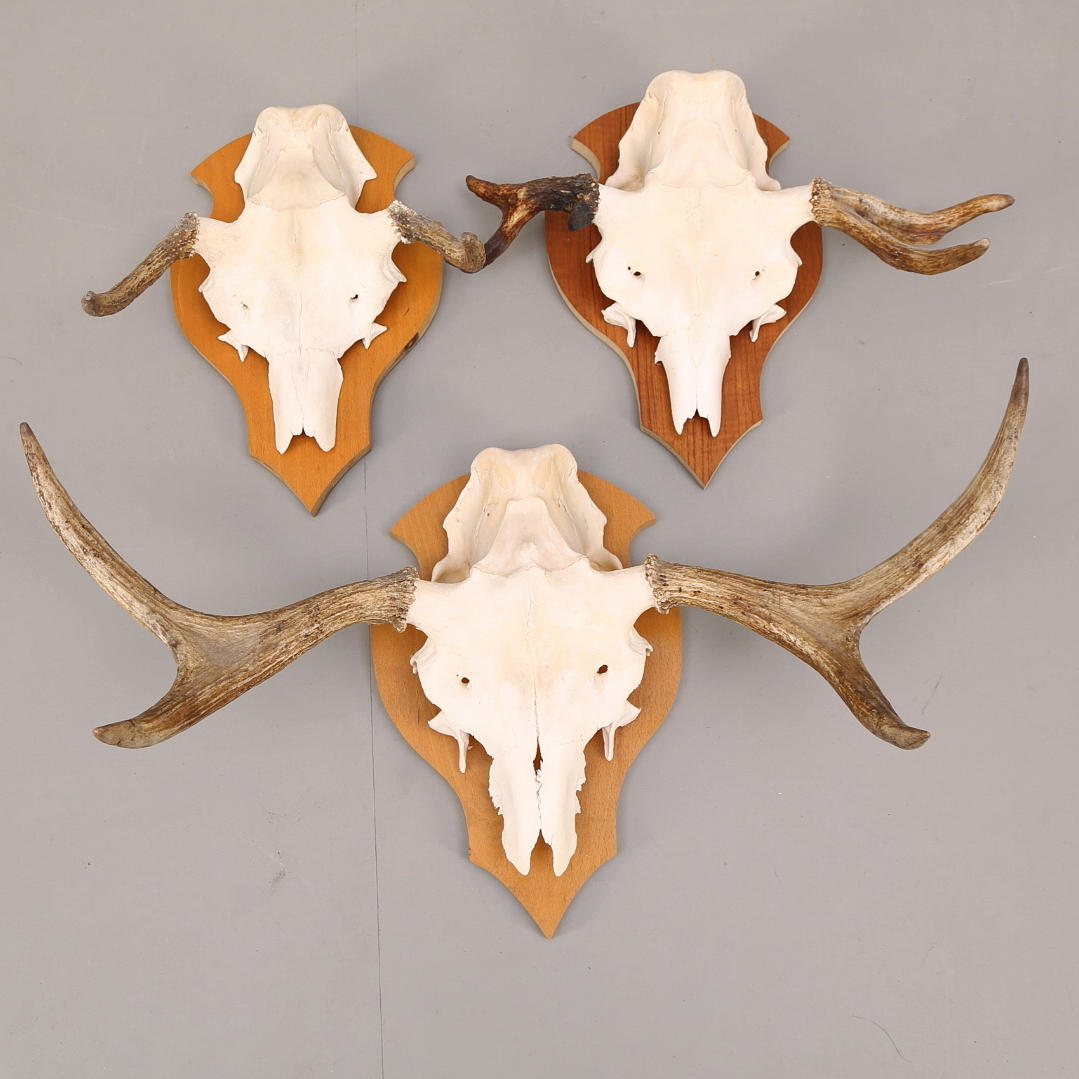 JAKTTROFÉER 3 st älghorn, monterade på träsköldar.