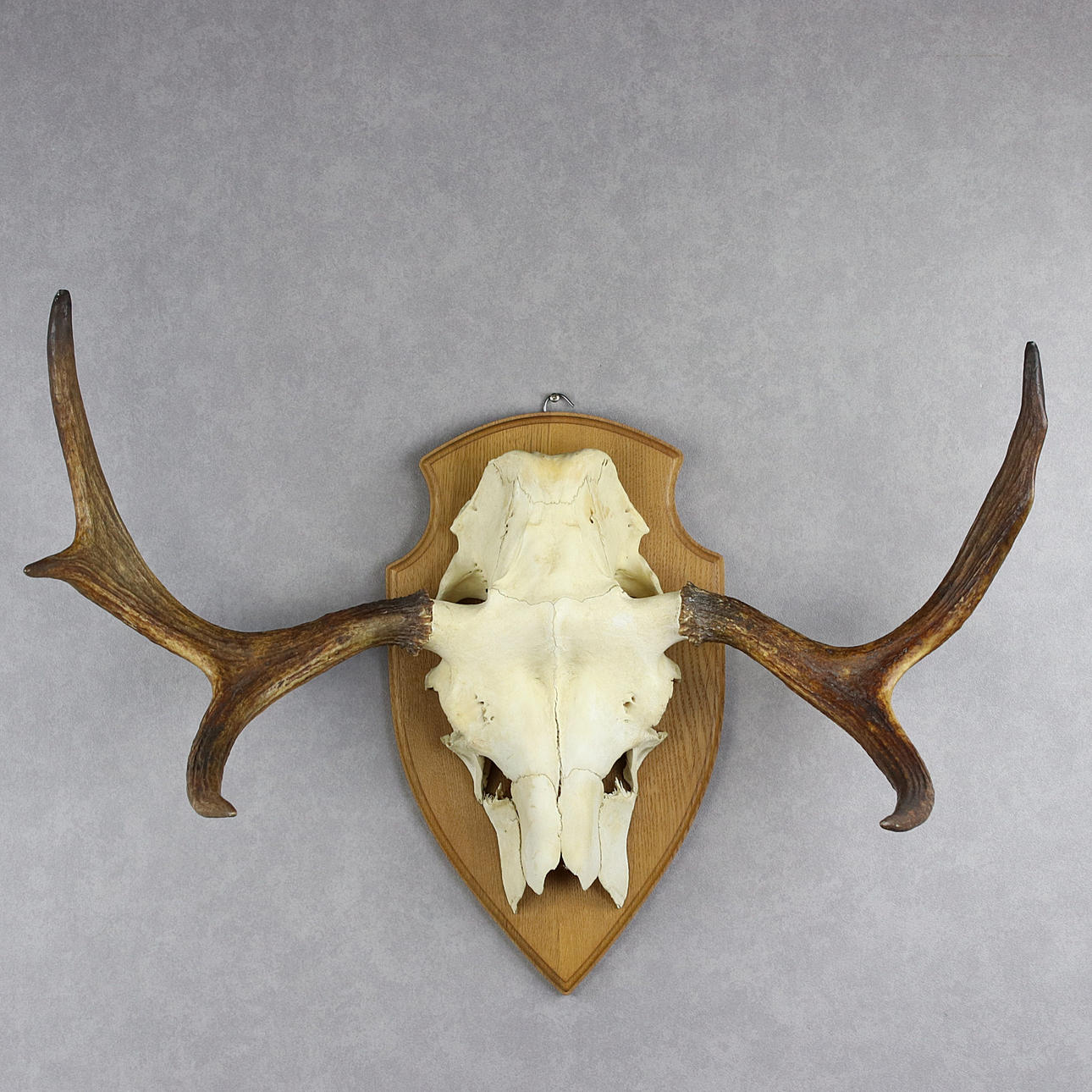 TROPHY, hirvensarvi, viisipiikki.