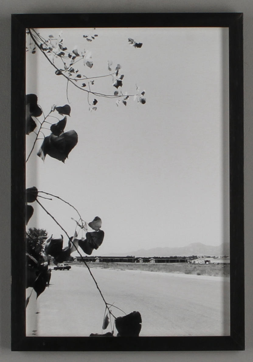 ROBERT ADAMS. Cottonwood Leaves, Boulder County, Colorado, fotografi.