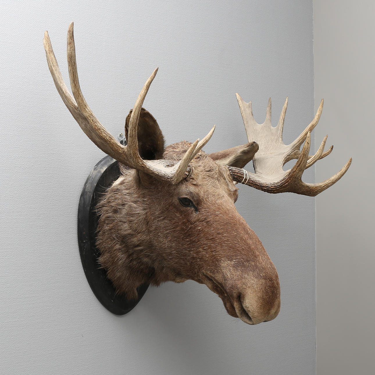 ÄLGHUVUD, uppstoppat, 16 taggar.