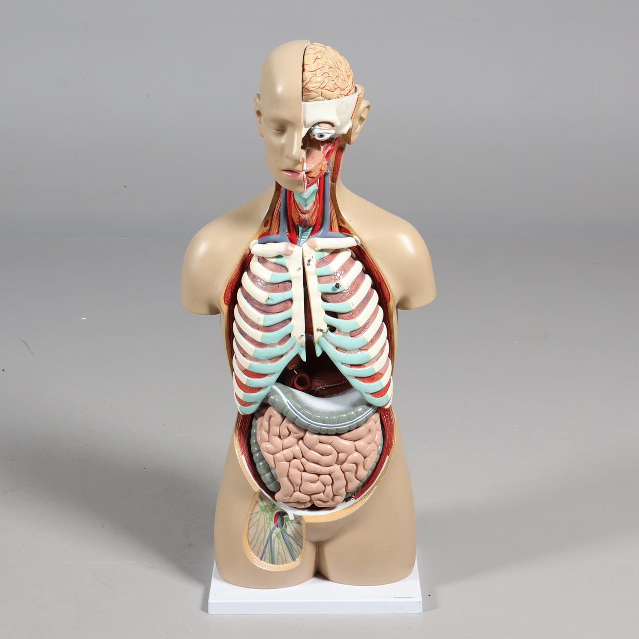 ANATOMISCHES MODELL, Rumpf, Anatomie.