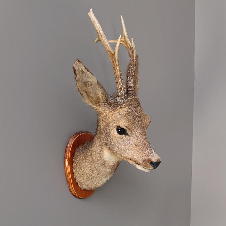 JAKTTROFÉ råbock, uppstoppat.