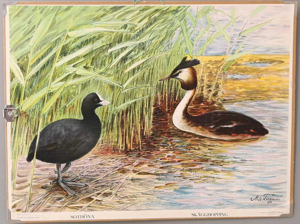 SKOLPLANSCH Skäggdopping och Sothöna.