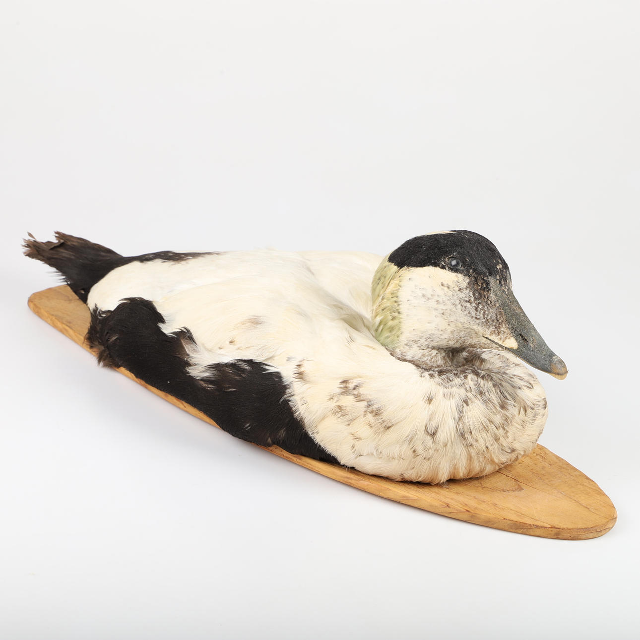 UPPSTOPPAD FÅGEL, ejder.