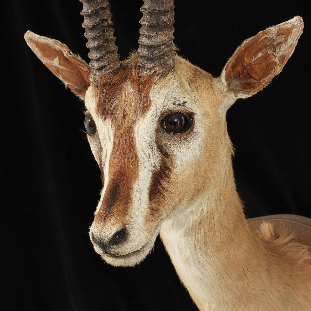 TROFÉ, Afrikansk, Thomsongasell.