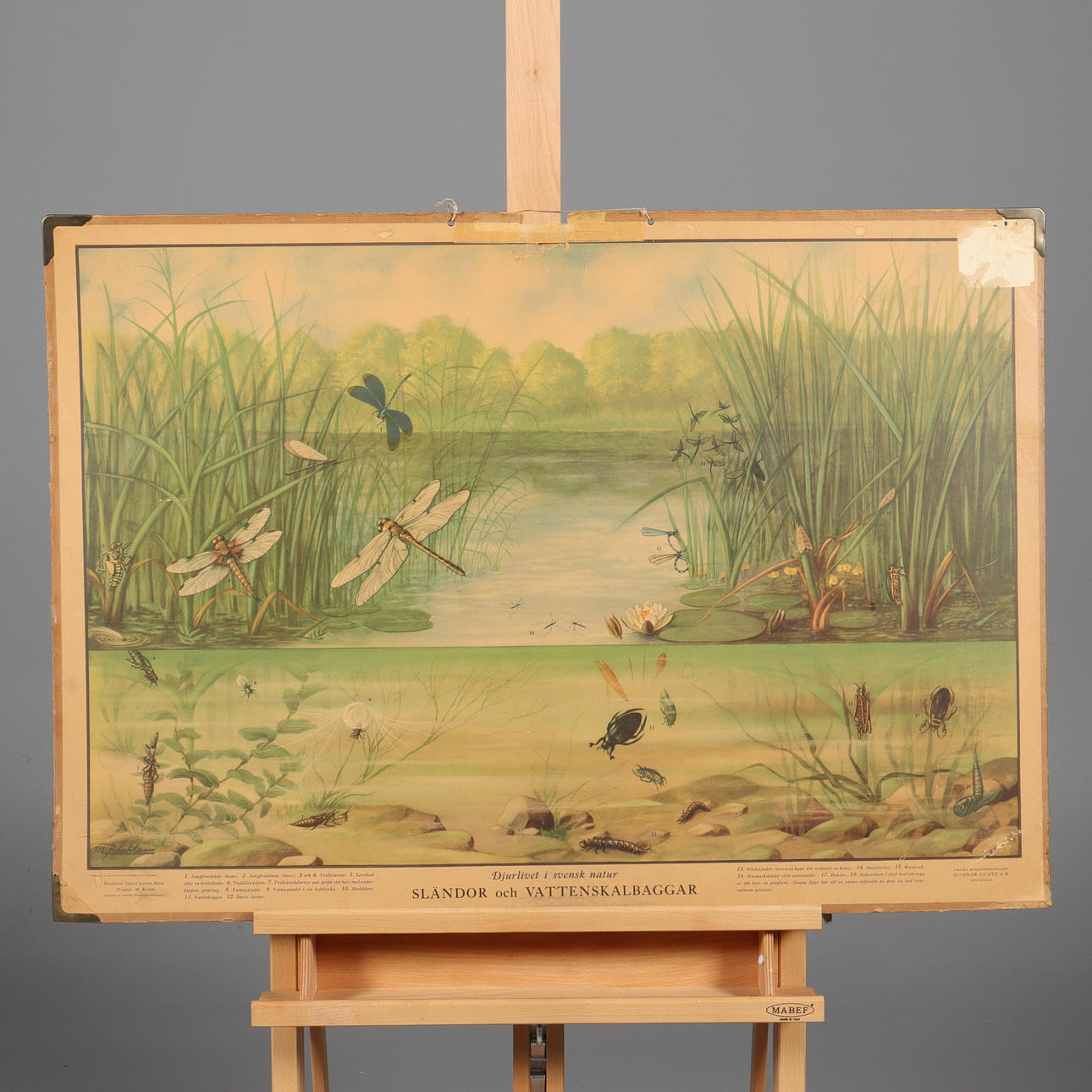 SCHULTELLER, „Libellen und Wasserkäfer“.