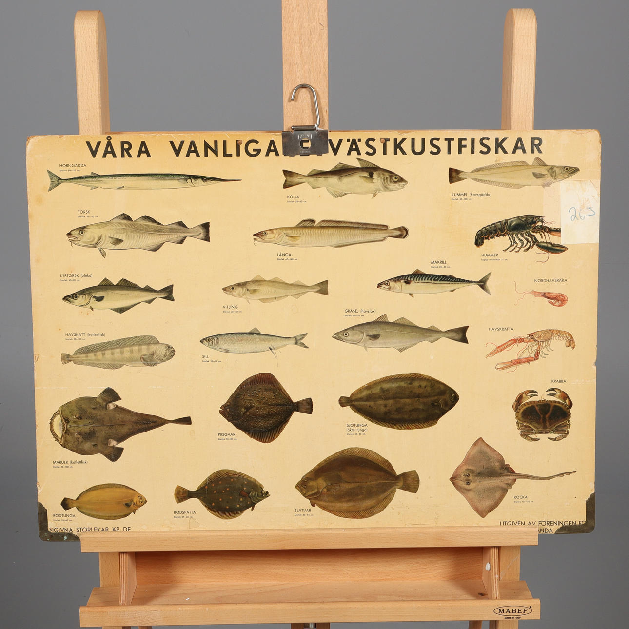 SKOLPLANSCH, "våra vanligaste västkustfiskar".