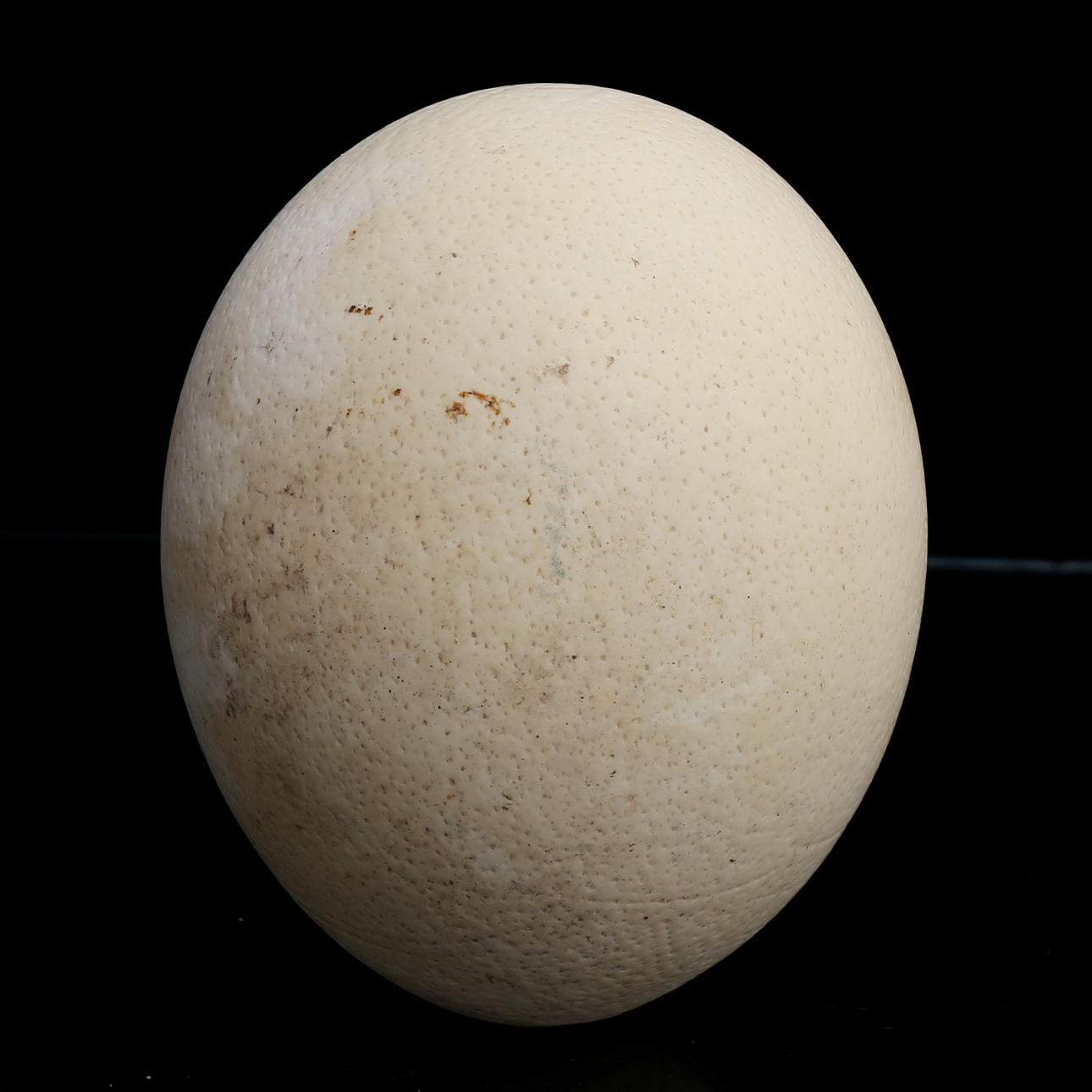 STRUTSÄGG, 1900-tal.