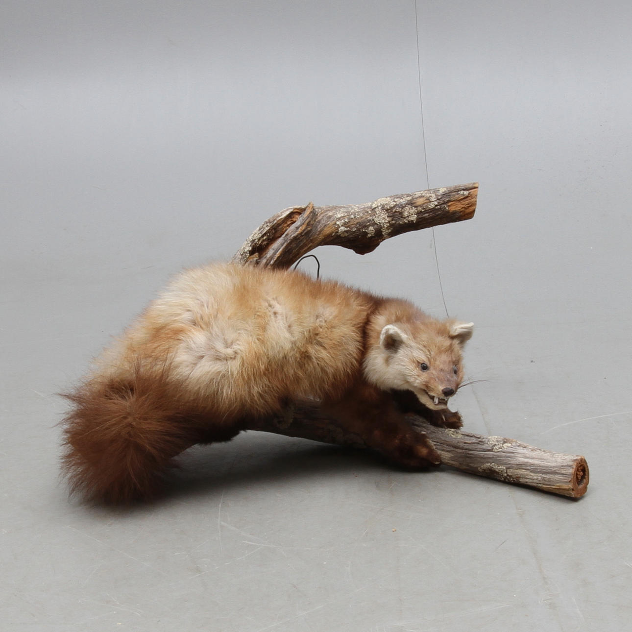 MÅRDDJUR, uppstoppad.