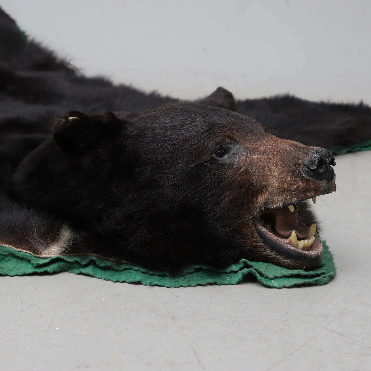 BJØRNESKIND, Sort bjørn.