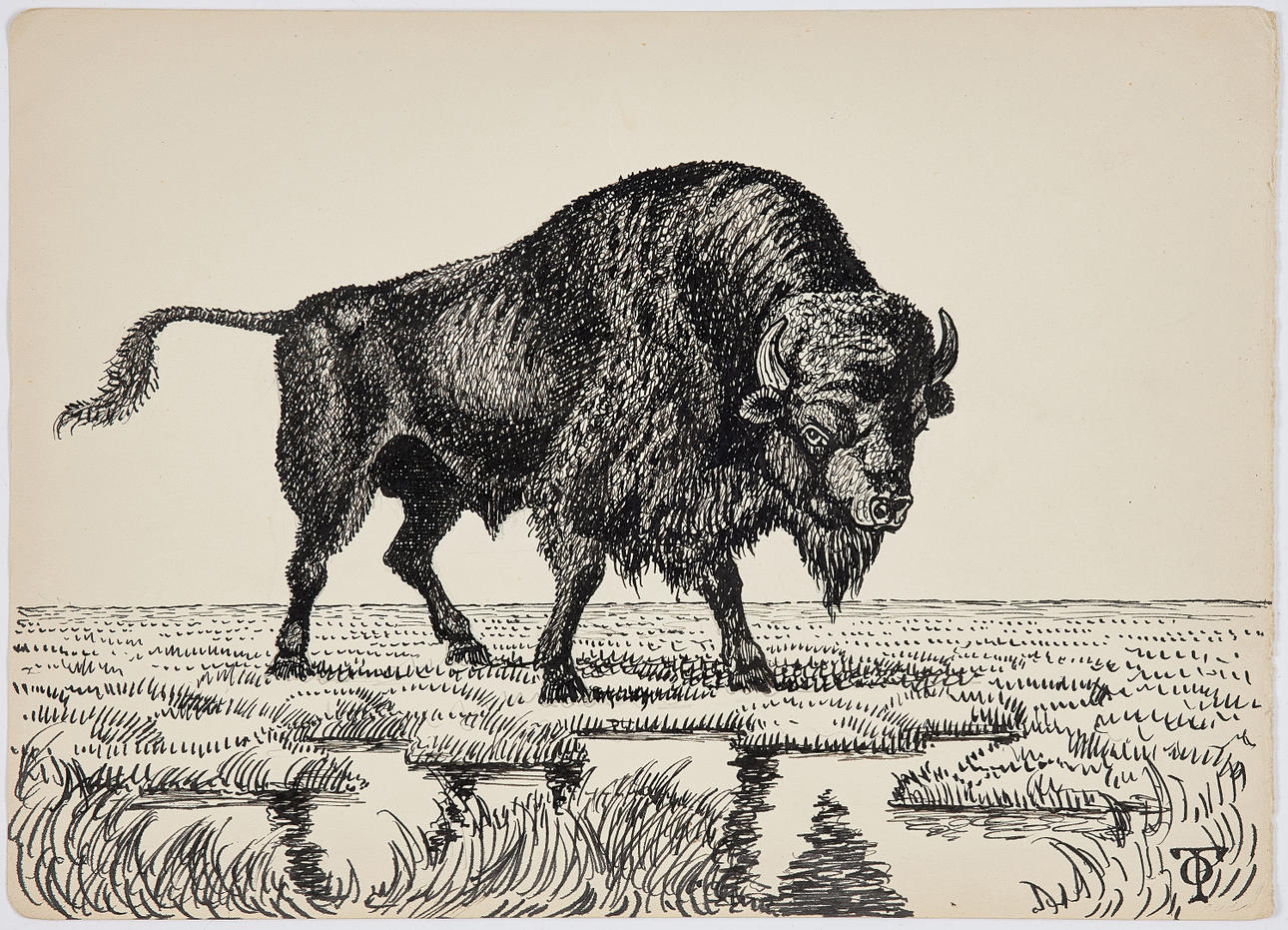 OLOF THUNMAN (1879-1944). TECKNING, föreställande bison, tusch/blyerts ...