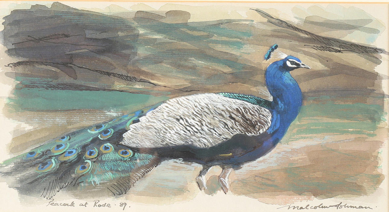 MALCOLM ASHMAN (B. 1957). PFAU BEI RODE (19)89.