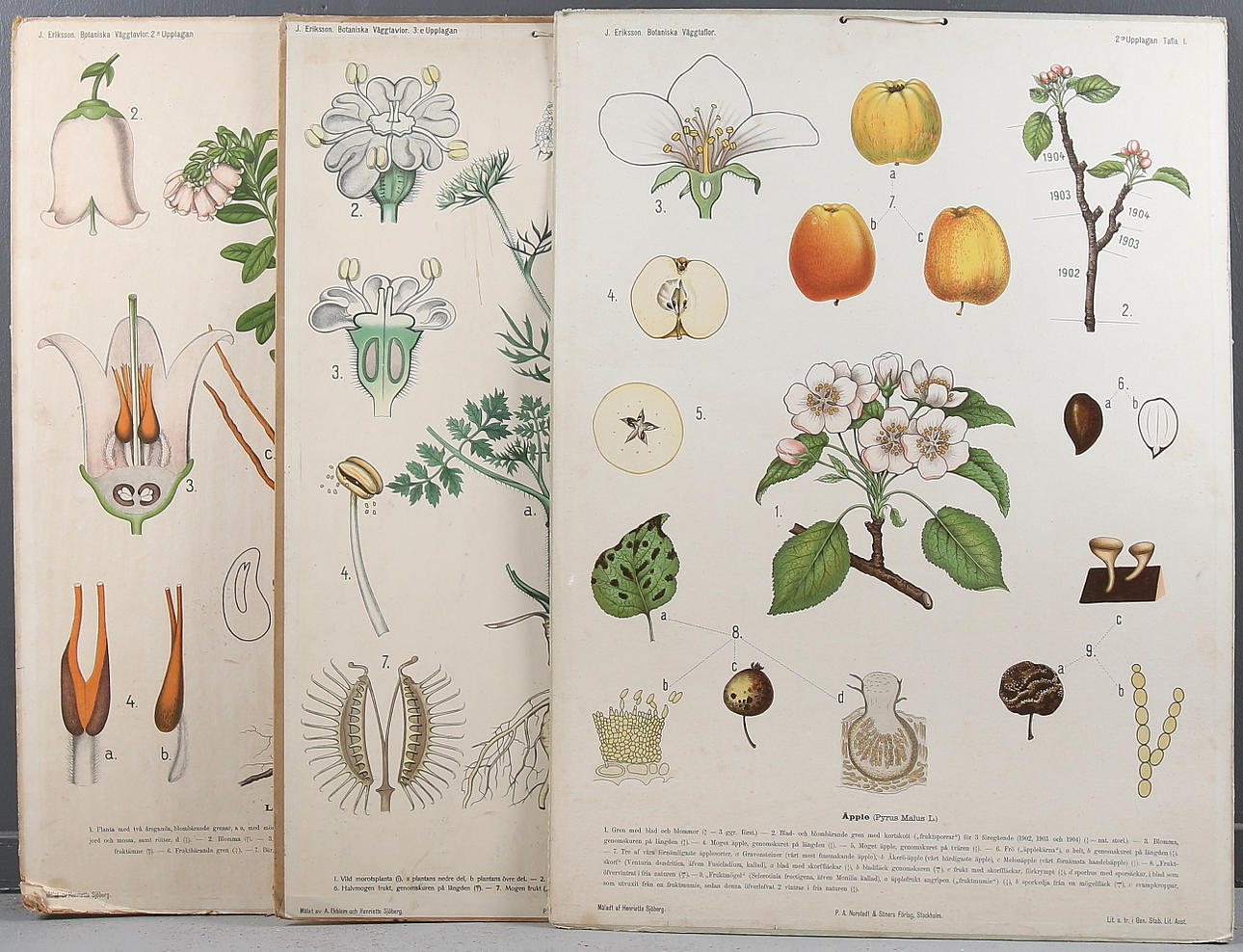 SKOLPLANSCH, 3 st, Botaniska väggtavlor, J. Eriksson. 1900-talets första hälft.