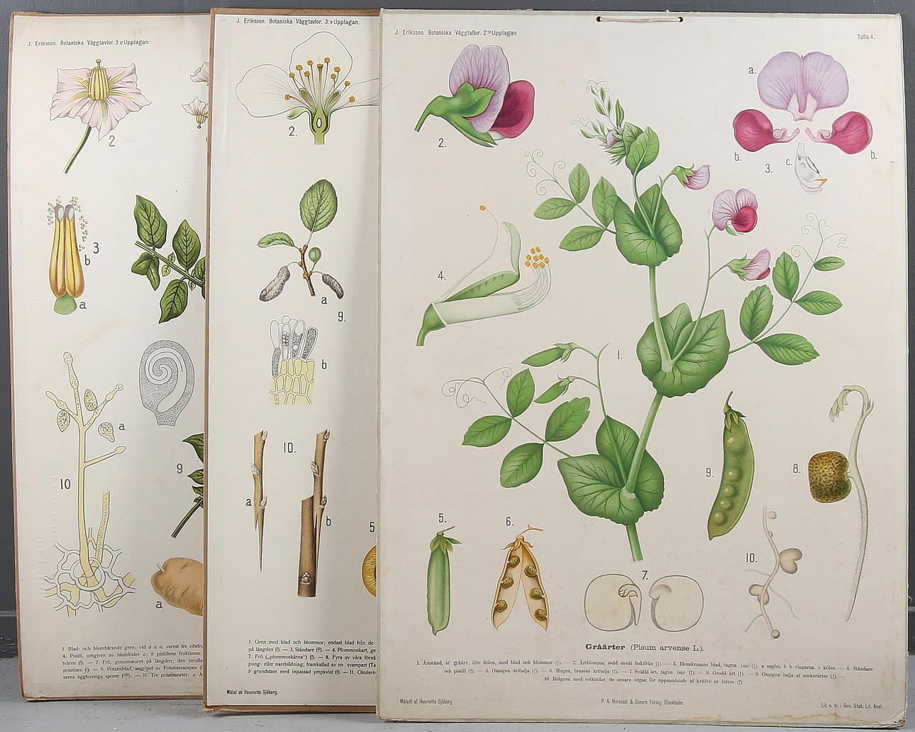 SKOLPLANSCH, 3 st, Botaniska väggtavlor, J. Eriksson. 1900-talets första hälft.