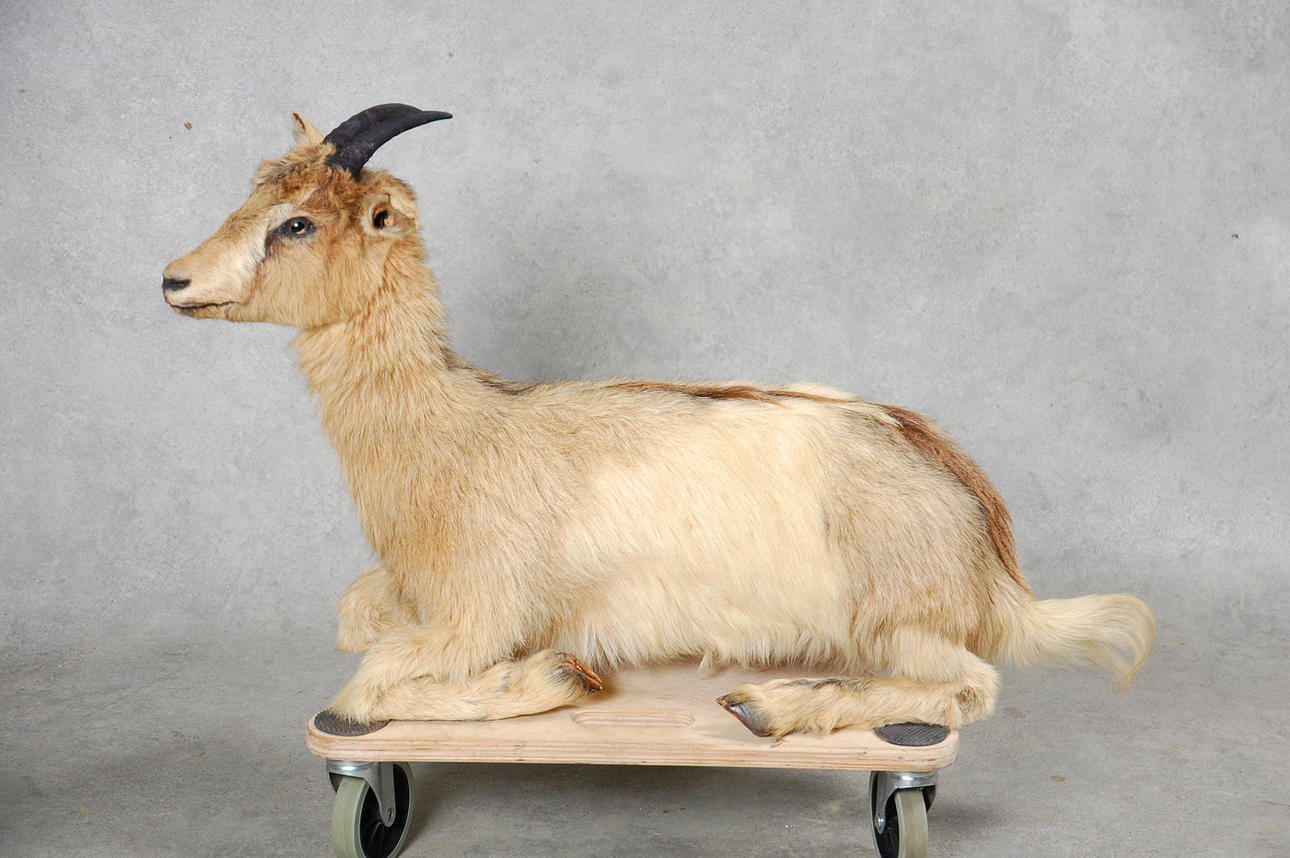 GET, Uppstoppad, 1900-talets första hälft.