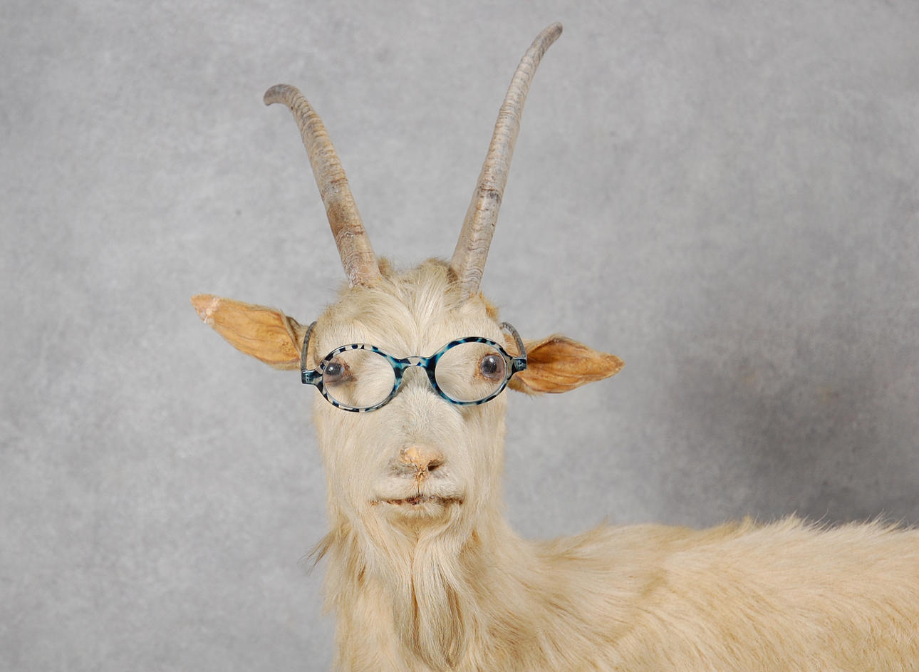 GETABOCK, Uppstoppad på träsockel, 1900-talets första hälft.