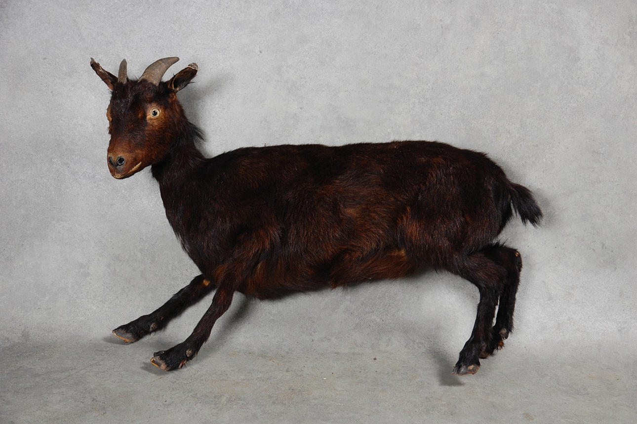 GET, uppstoppad, 1900-talets första hälft.