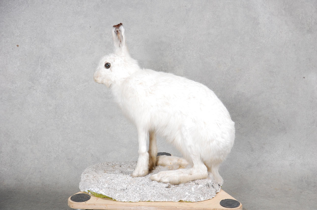 FJÄLLHARE, uppstoppad, 1900-talets första hälft.