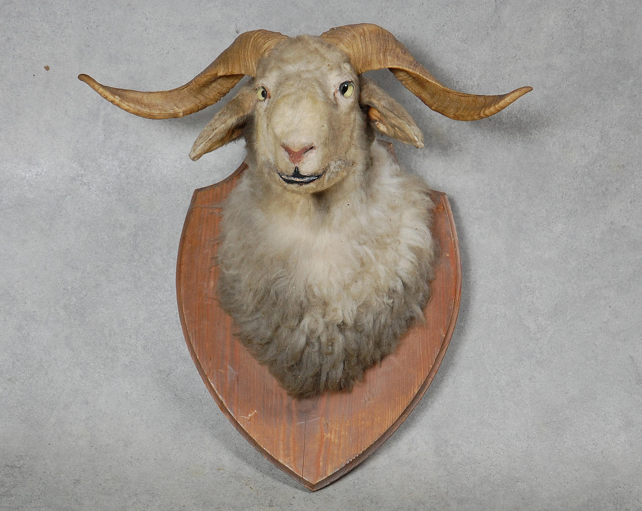 BAGGE, uppstoppad, 1900-tal.