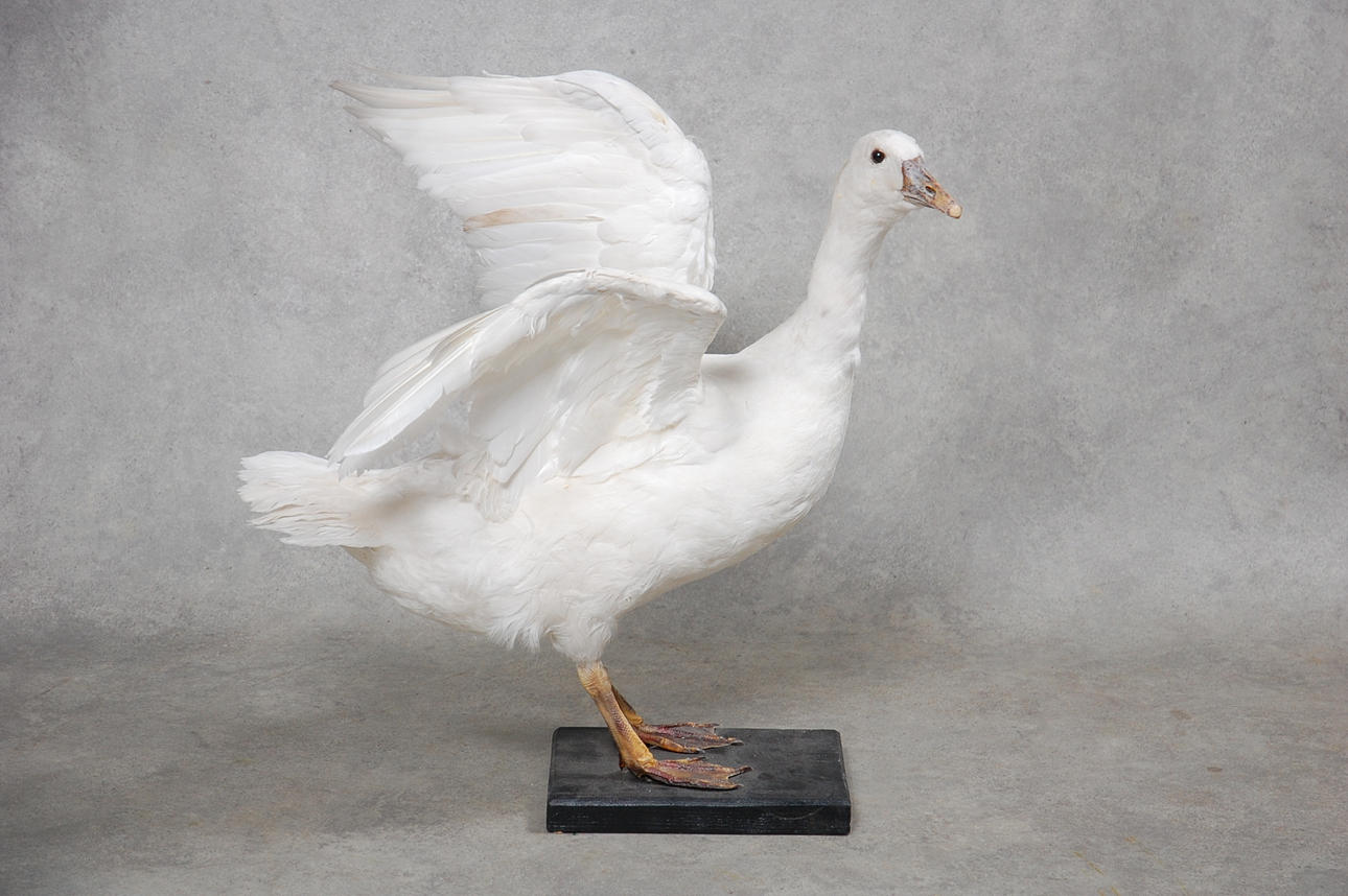 GÅS, uppstoppad, 1900-tal.