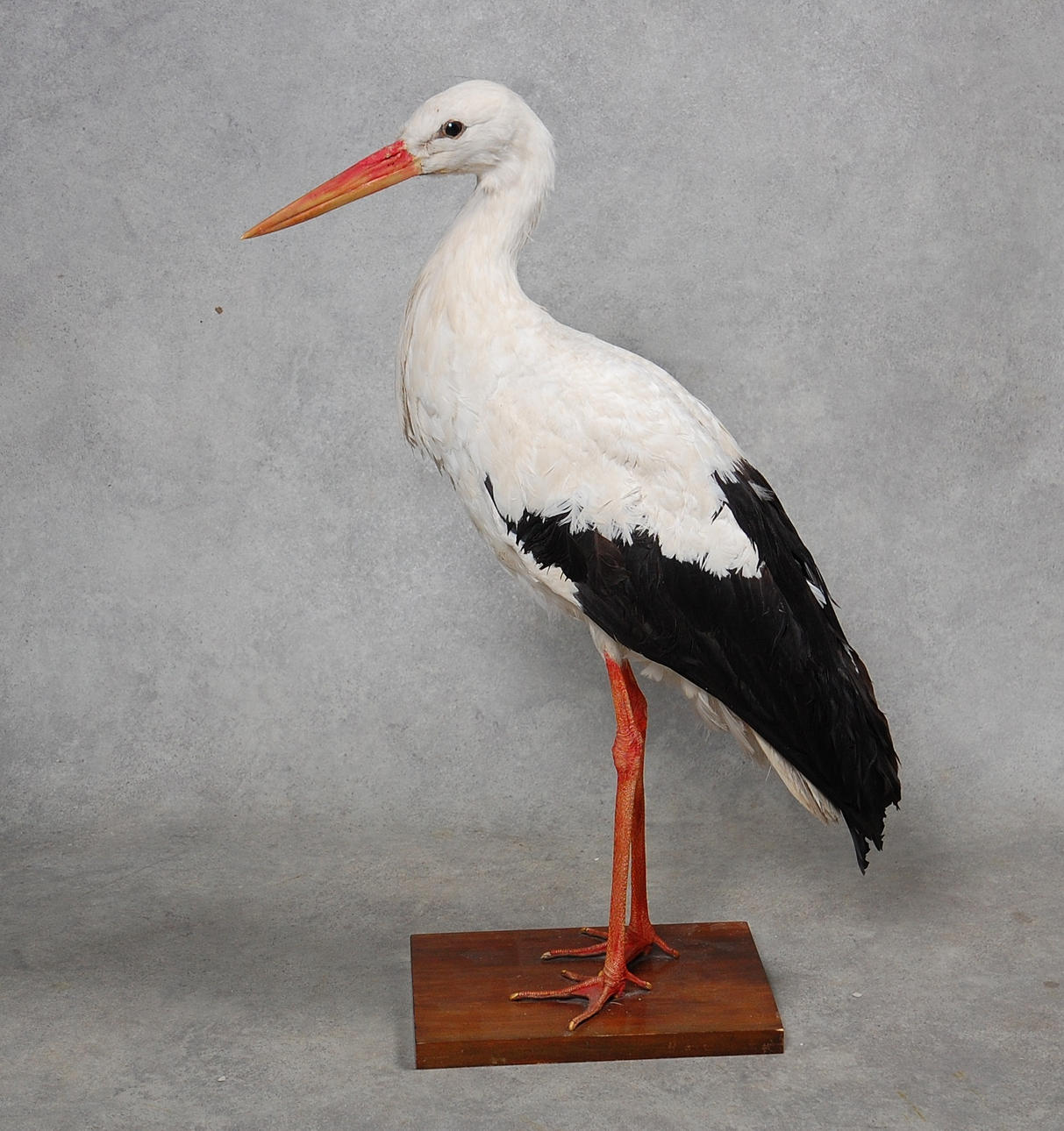 STORK, uppstoppad, 1900-tal.