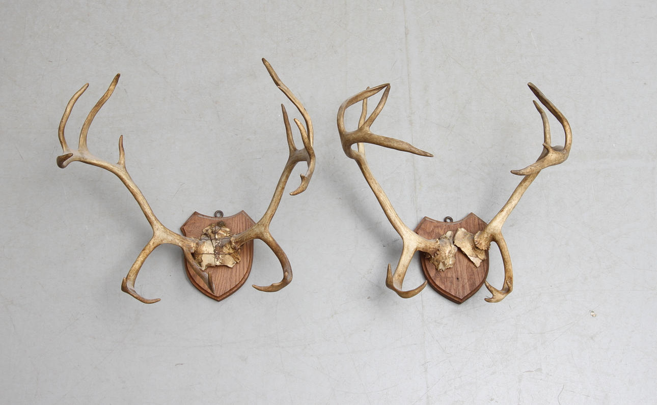 RENHORN, 2 st, monterade på platta.