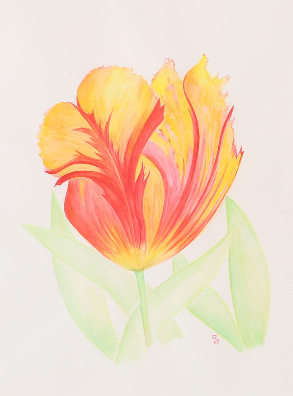 EVA BOHMAN. "The tulip", watercolour, signed EB.