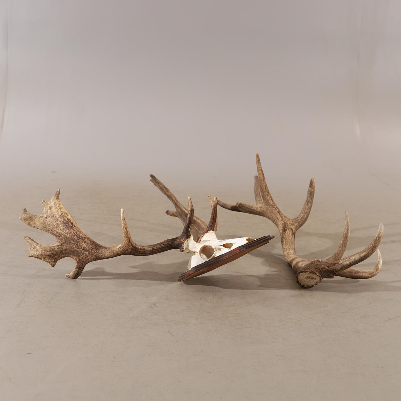 JAKTTROFÉ SAMT FÄLLHORN.