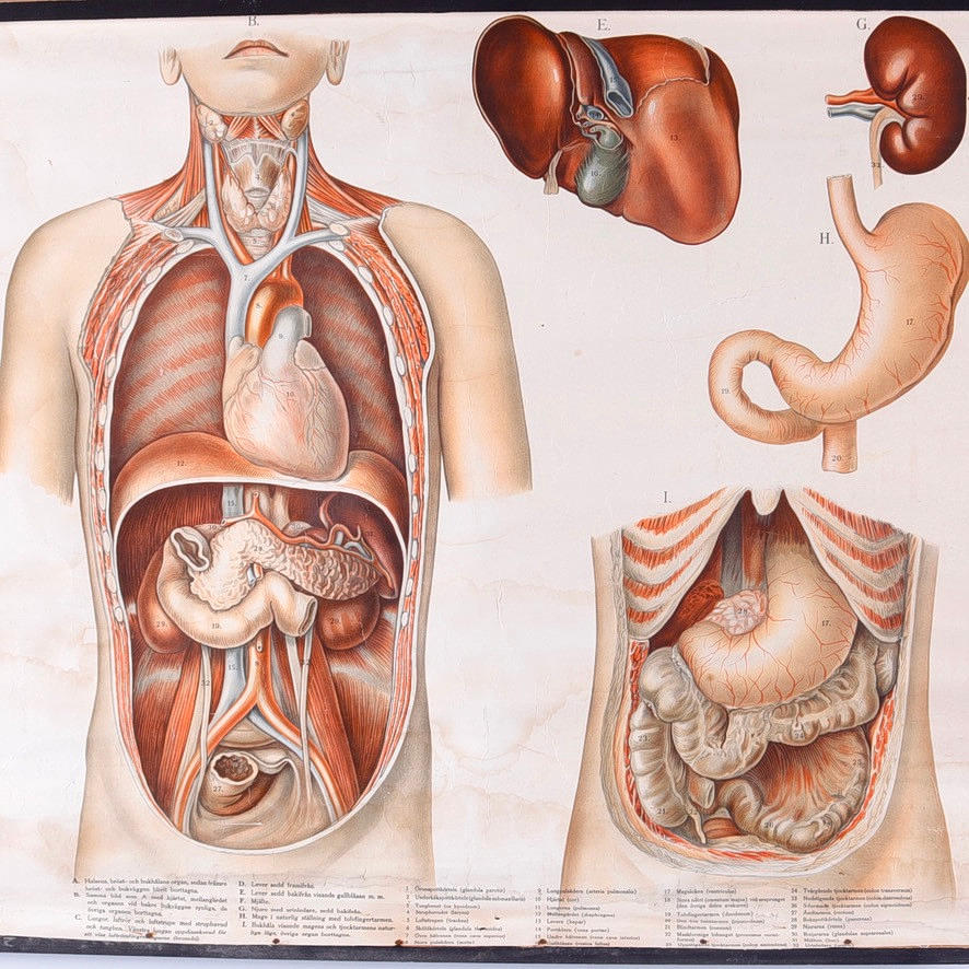 ANATOMIPLANSCH, tidigt 1900-tal.