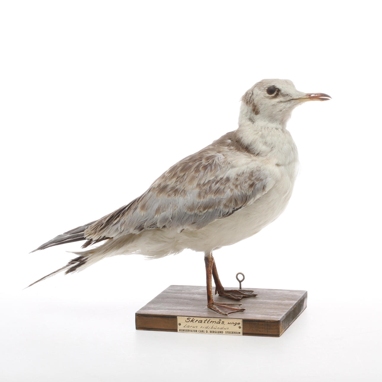 SKRATTMÅS, uppstoppad.