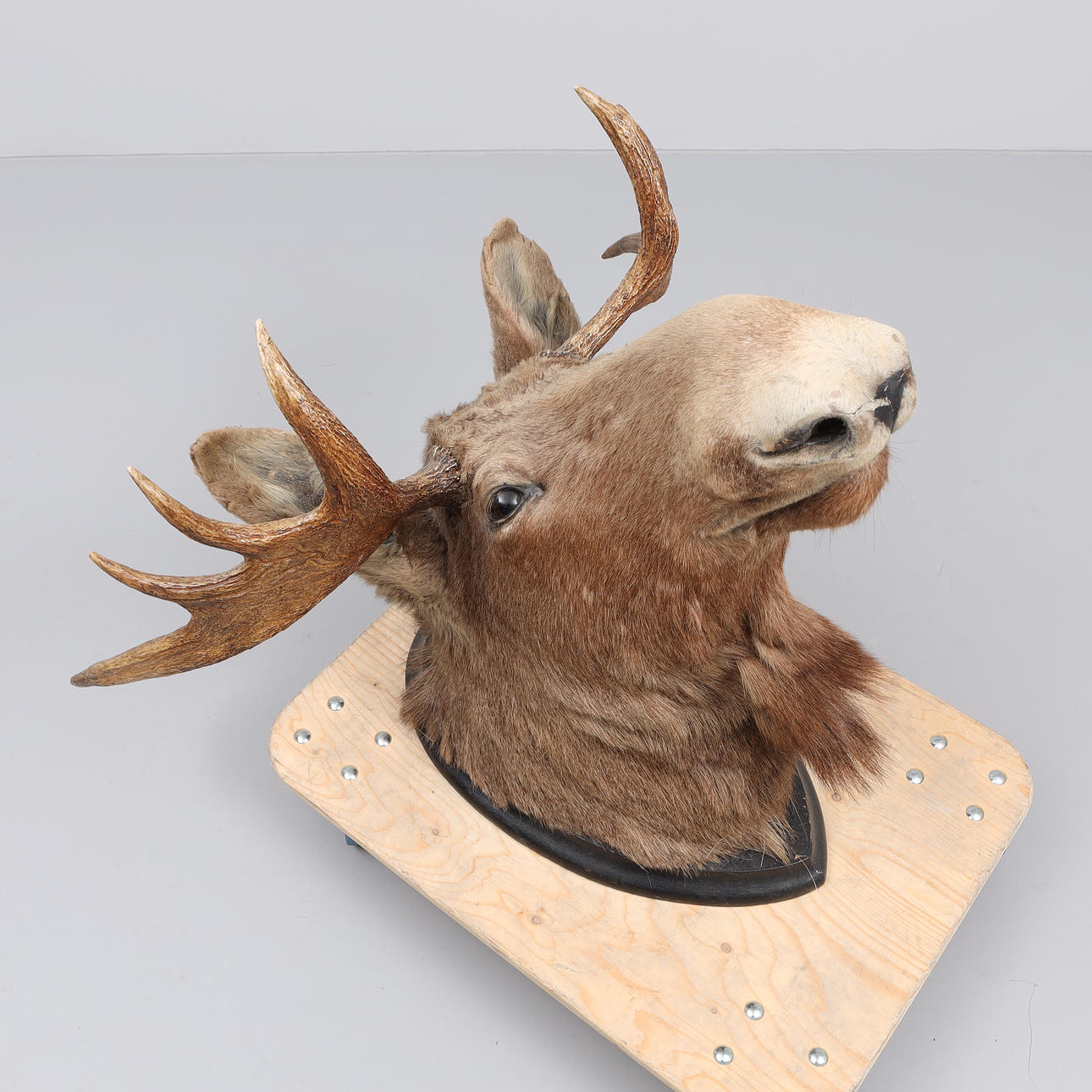 TROFEO DE ALCE, 7 espinas, 1900.