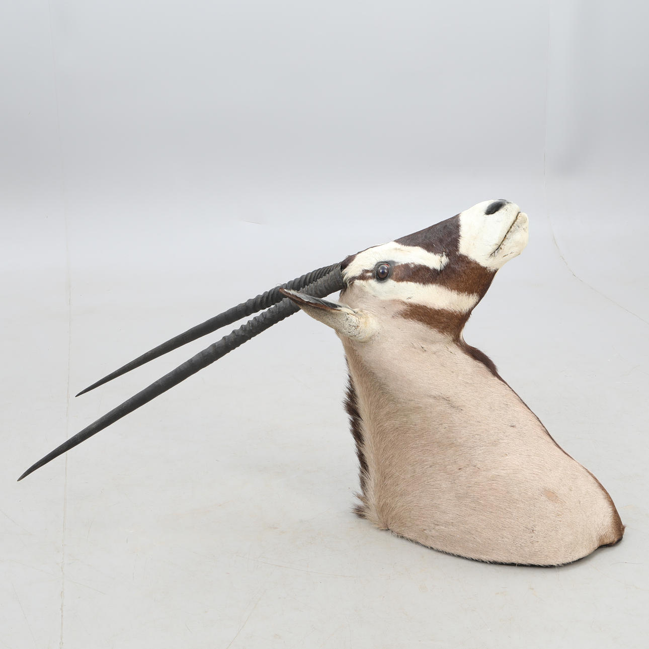 JAGTROFÆET,. Antilope, østafrikansk onyx.