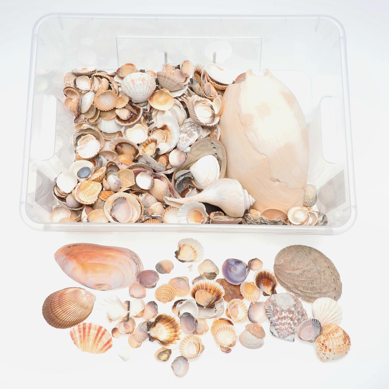 A SMALL COLLECTION OF SEA SHELLS. Miscellaneous - Miscellaneous - Auctionet