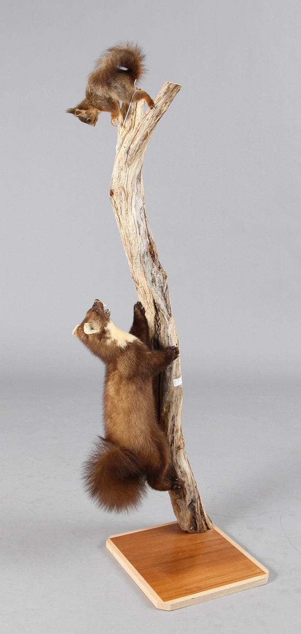 MÅRD jagande EKORRE, uppstoppade.