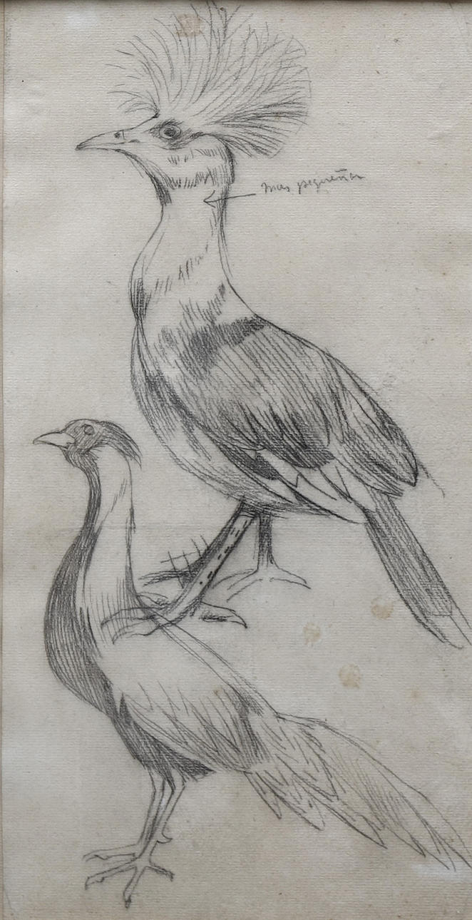 ALEXANDRE DE RIQUER. Vogelstudie.