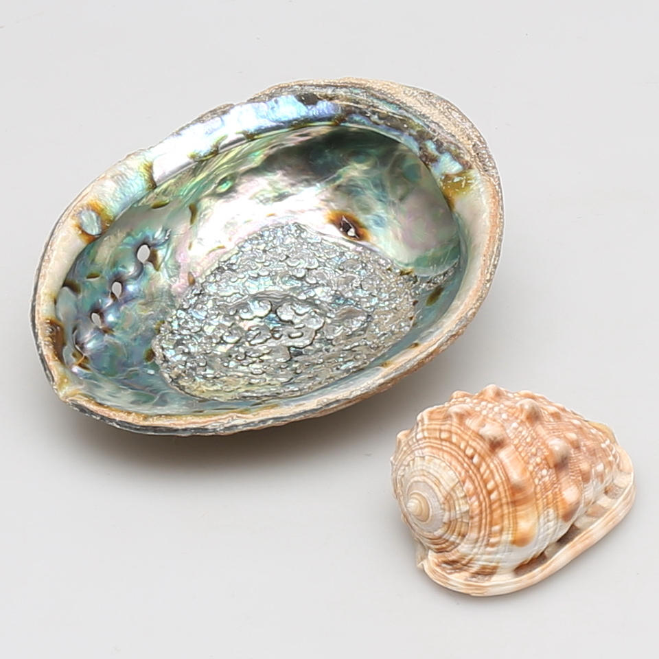 SNÄCKA med pärlemor, Havsöra (Haliotis asinina).