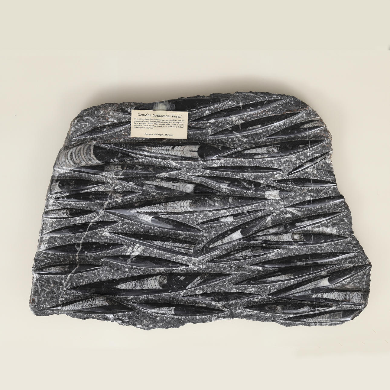 FOSSIL, ortoceratiter.