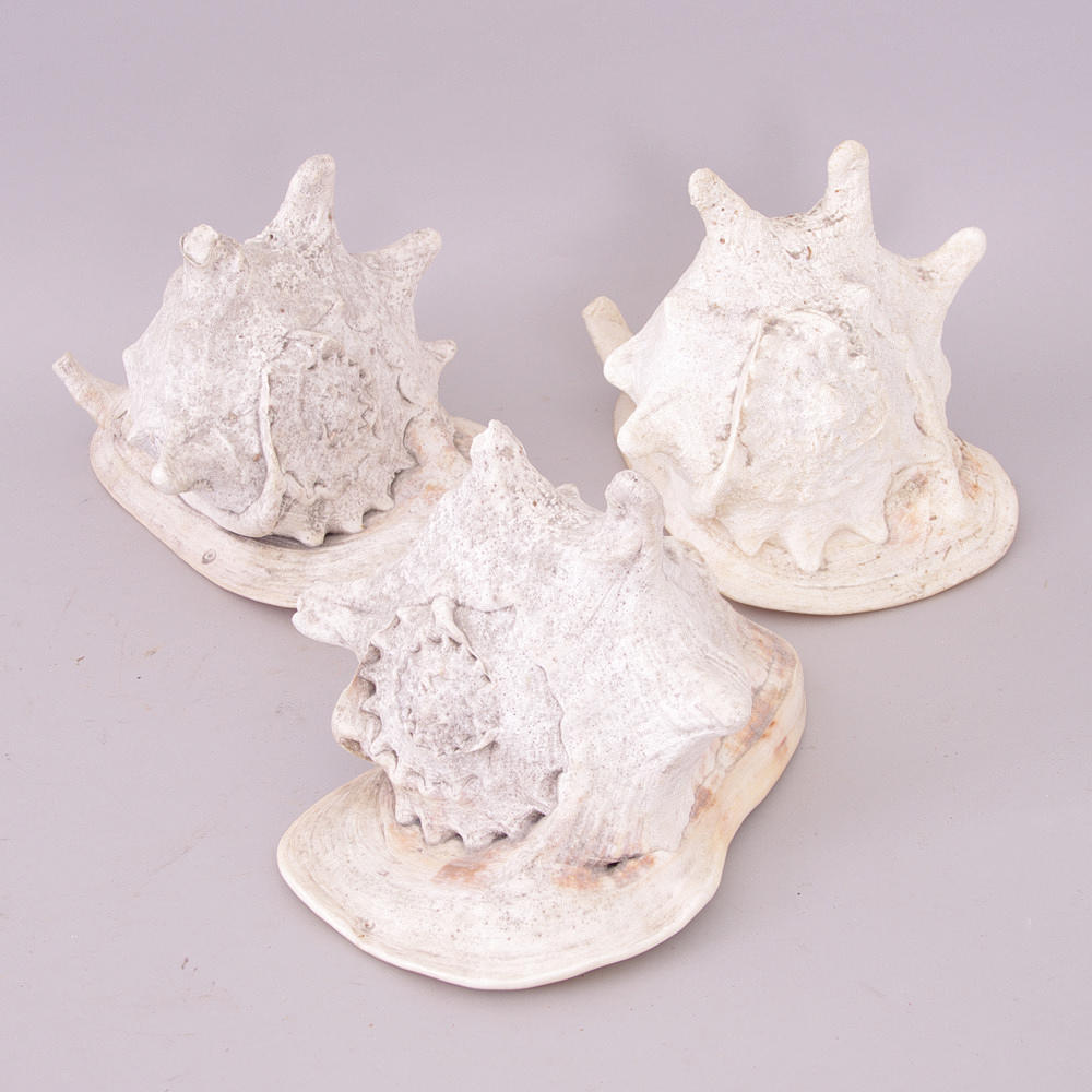 SNÄCKOR, 3 stycken.