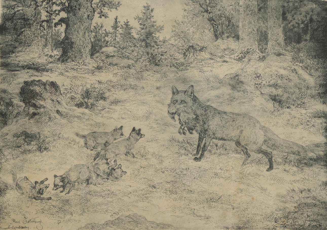 AXEL ÖSTERBERG. original etching, fox with cubs, signed.